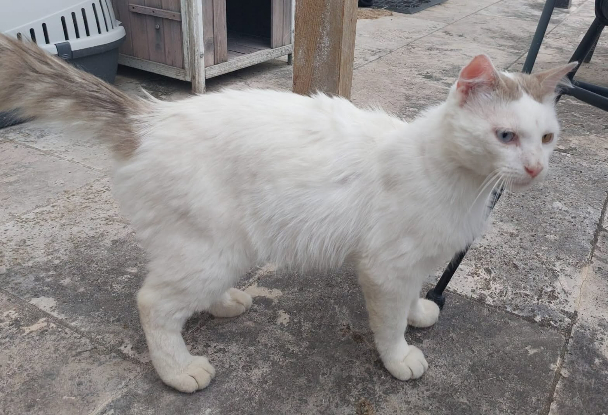 Adopter Tok