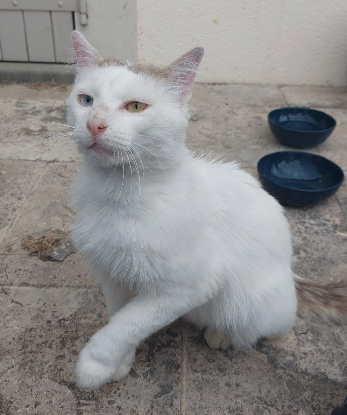 Adopter Tok