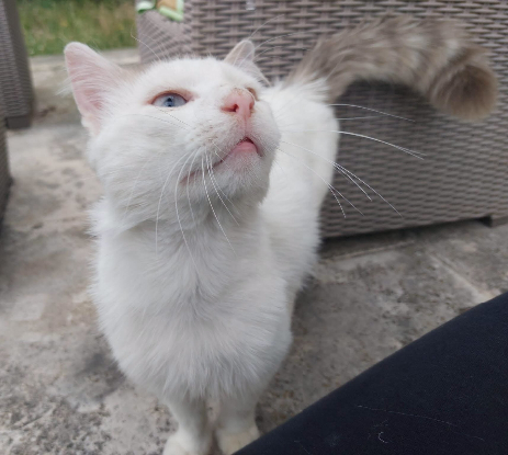 Adopter Tok