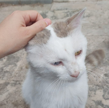 Adoption Tok