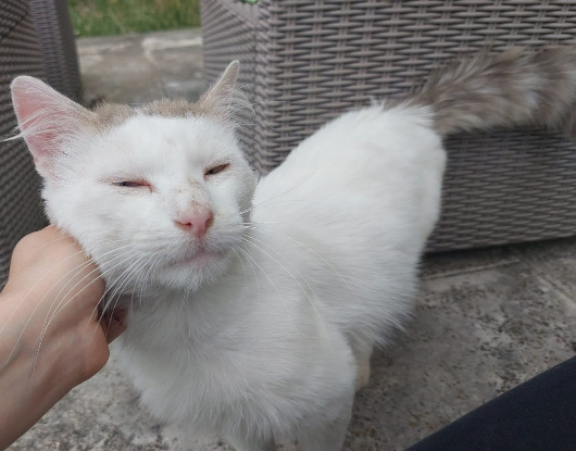 Adoption Tok