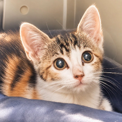 Adopter Venus