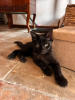 Berlioz