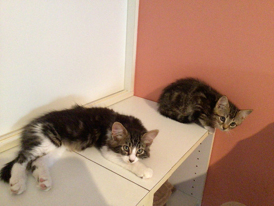 Adopter Buky