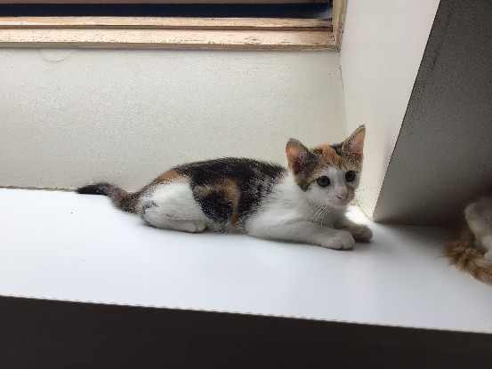 Adoption Buky