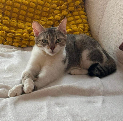 Adopter Yema