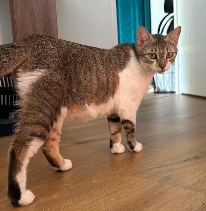 Adopter Yema