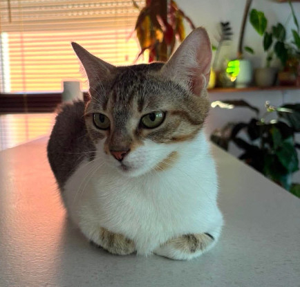 Adoption Yema