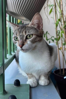 Adoption Yema