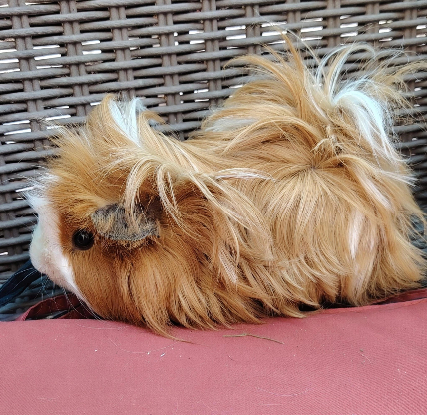 Adopter Piou