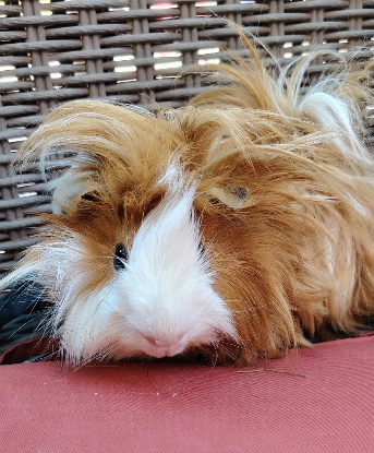 Adoption Piou
