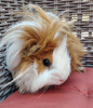 Piou