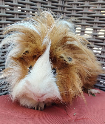 Adopter Piou