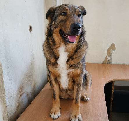Adopter Masha