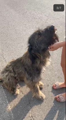 Adopter Candie