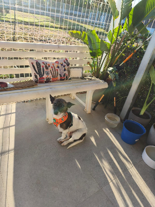 Adopter Lolita