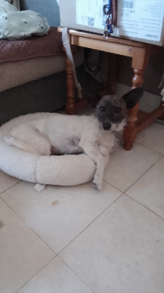 Adoption Lolita