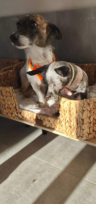 Adoption Lolita