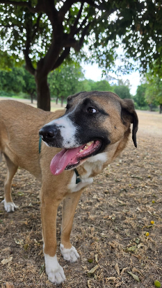 Adoption Elsa