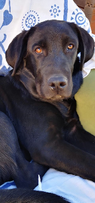 Adopter Amir
