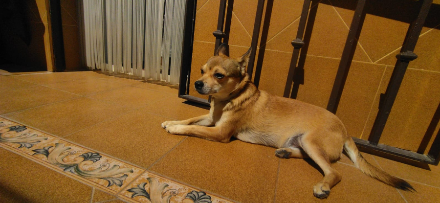 Adopter Ziro