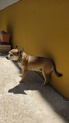 Adopter Ziro