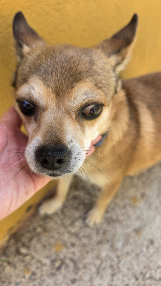 Adoption Ziro