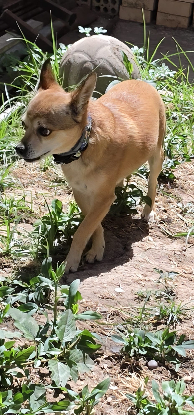 Adoption Ziro