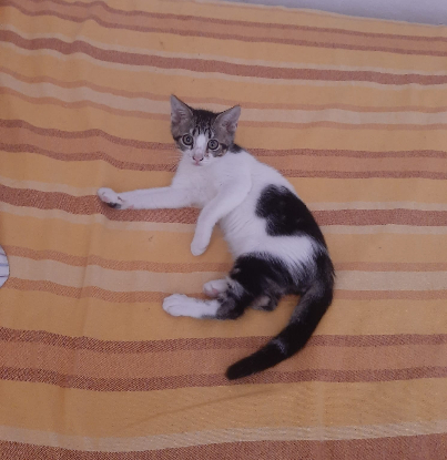 Adopter Oscar