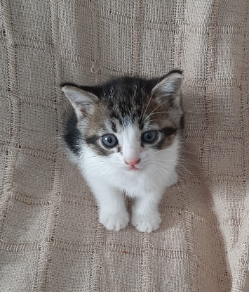 Adoption Oscar