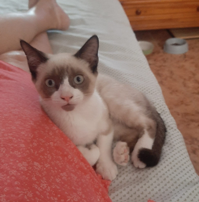 Adopter Pixel