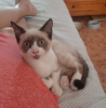 Pixel