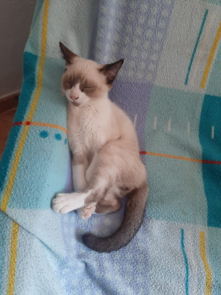 Adopter Pixel