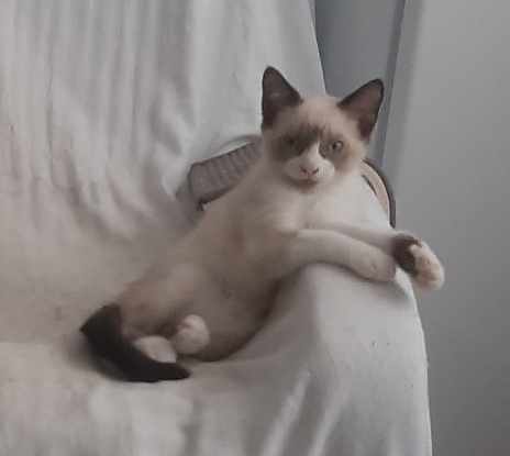 Adopter Pixel