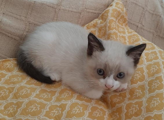 Adoption Pixel