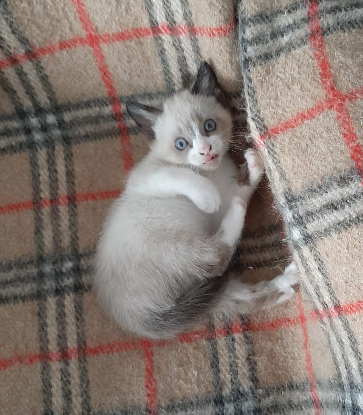 Adoption Pixel