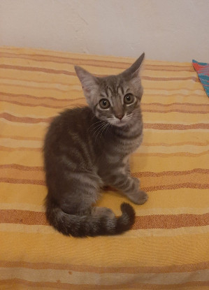 Adopter Olive