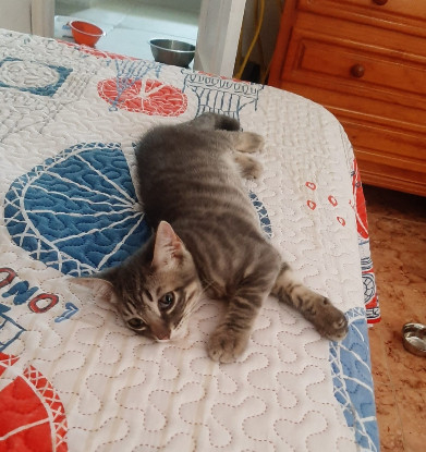 Adopter Olive