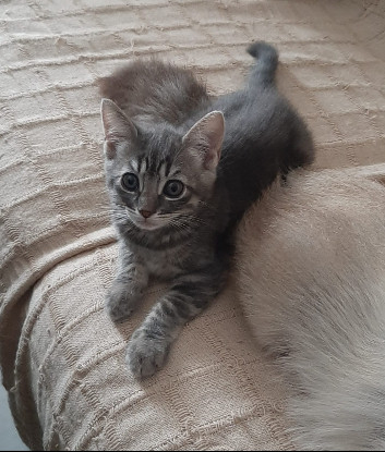 Adoption Olive