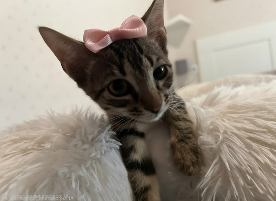 Adopter Cleo
