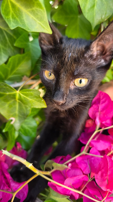 Adopter Julieta