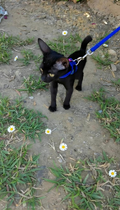Adopter Julieta