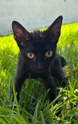 Adopter Julieta