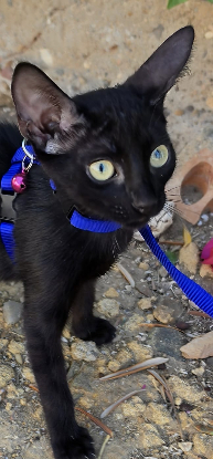 Adoption Julieta