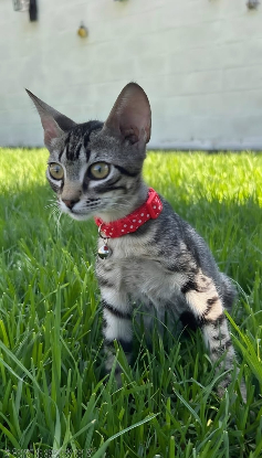 Adopter Pipo