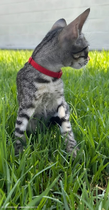 Adopter Pipo