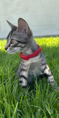 Adoption Pipo