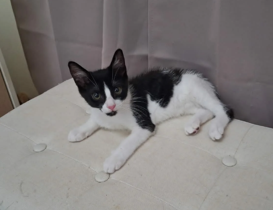 Adopter Harmonie
