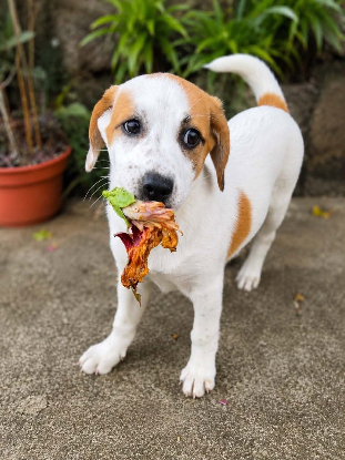 Adopter Ylla