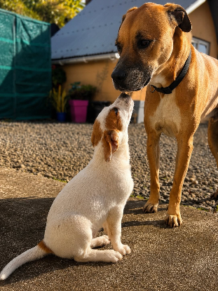 Adoption Ylla
